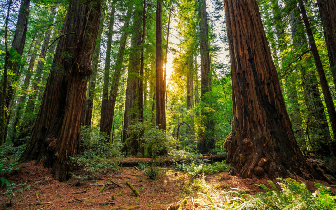 Sunrise in the Redwoods, Redwoods National & State Parks California