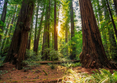 Use the Secret of Redwood Trees to Become a More Powerful Man